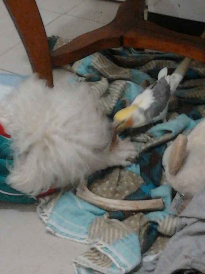 La foto de tu mascota! - 5