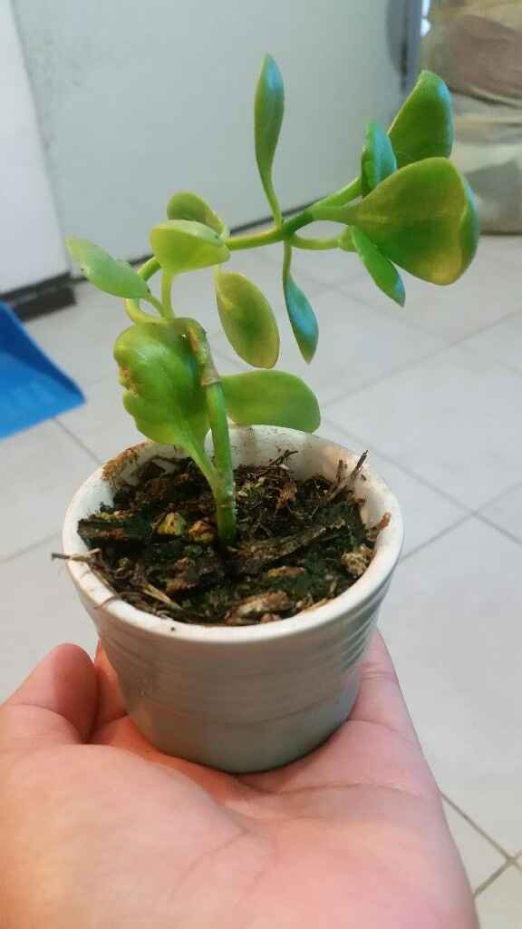 Mi lindo retoño - 2