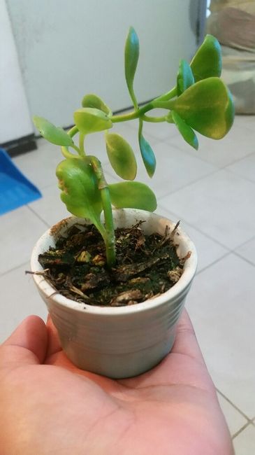 Mi lindo retoño - 2
