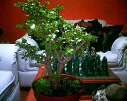árbol de deseos diy - 1