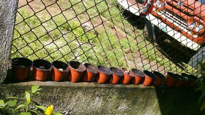  Sembrando amor!! - 4