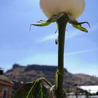 Novios que nos casamos el 27 de Noviembre de 2021 en Guanajuato - 1