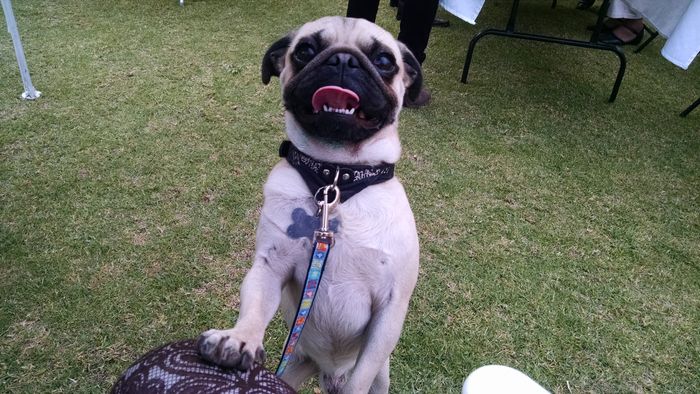 Booggie