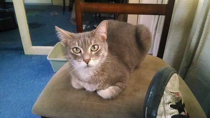 Alondra