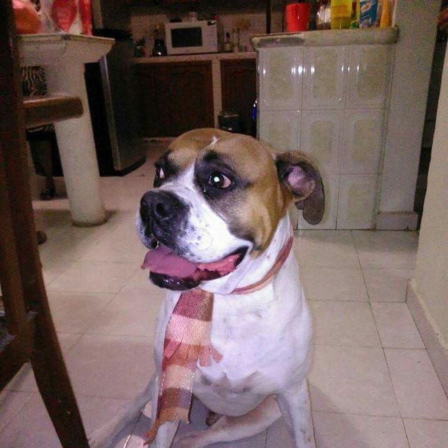 Ustedes ya tiene mascota para su futuro o ya hogar?? - 1