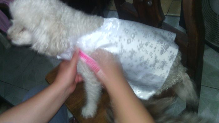 Mascotas en la boda - 1