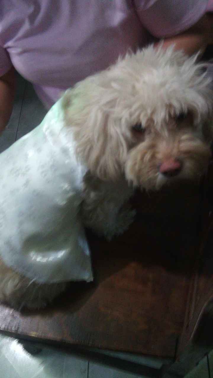 Mascotas en la boda - 2