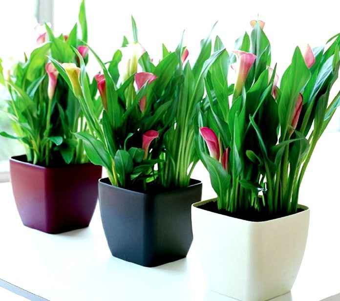 planta