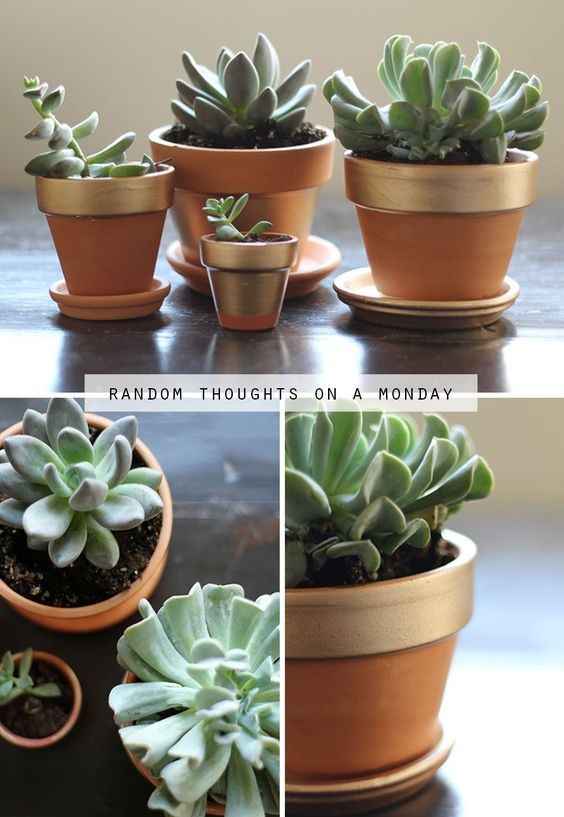 También pondré una maceta con una suculenta y sabila, llevaran una etiqueta que diga "MANDRÁGORA" 