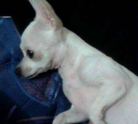 Tienen mascotas(?) - 1