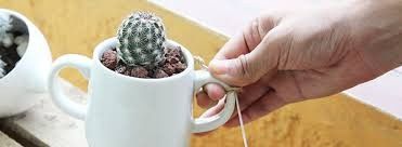 Taza con cactus
