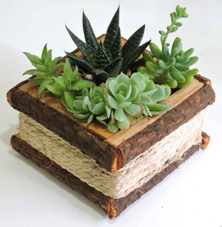 Suculentas