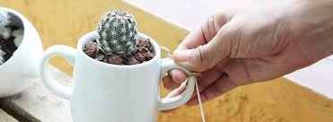 Taza con cactus