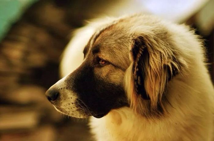 La foto de tu mascota! - 1