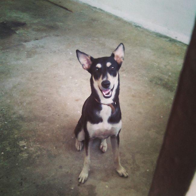 La foto de tu mascota! - 1