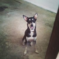 La foto de tu mascota! - 1