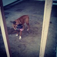 La foto de tu mascota! - 2