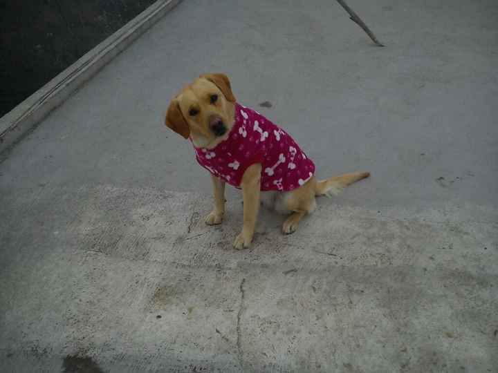 Les presento a.... - 1