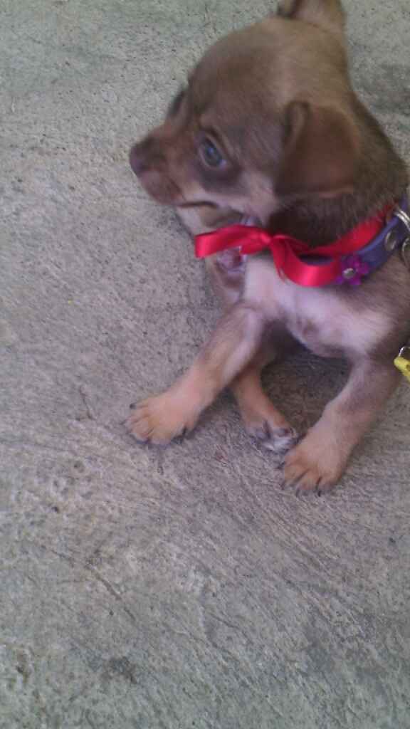Moda nupcial para mascotas. - 1