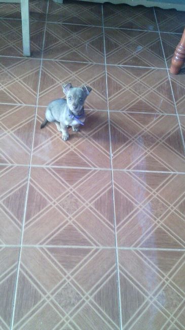 Les presento a.... - 2