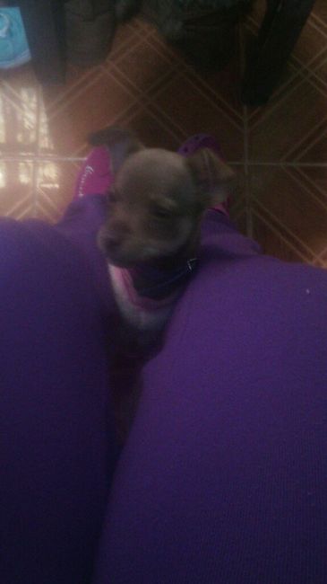 Les presento a.... - 4