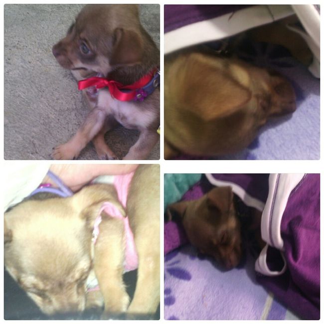 Les presento a.... - 5