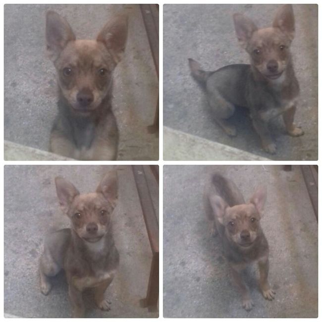 Les presento a.... - 6