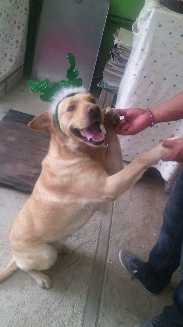 Les presento a.... - 2