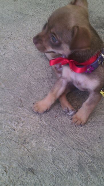 Moda nupcial para mascotas. - 1