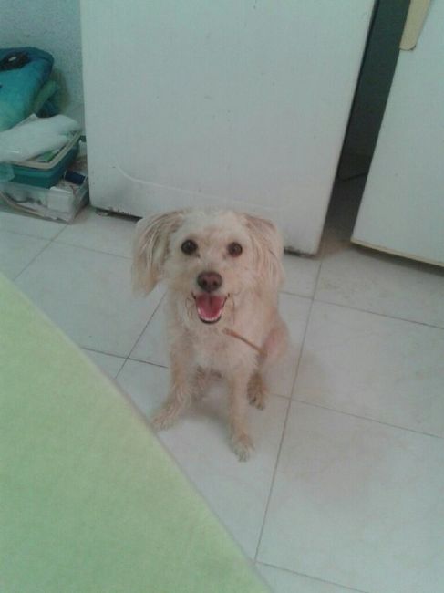 Tiempo de presumir a sus amigos peludos, quien tiene mascotas :d!! - 1
