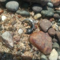 Reto con regalo: Sube una foto de tu anillo🎁 - 1