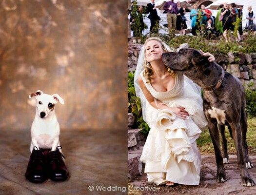 Sesión de fotografía con tus mascotas. ¡me encanta! - 5