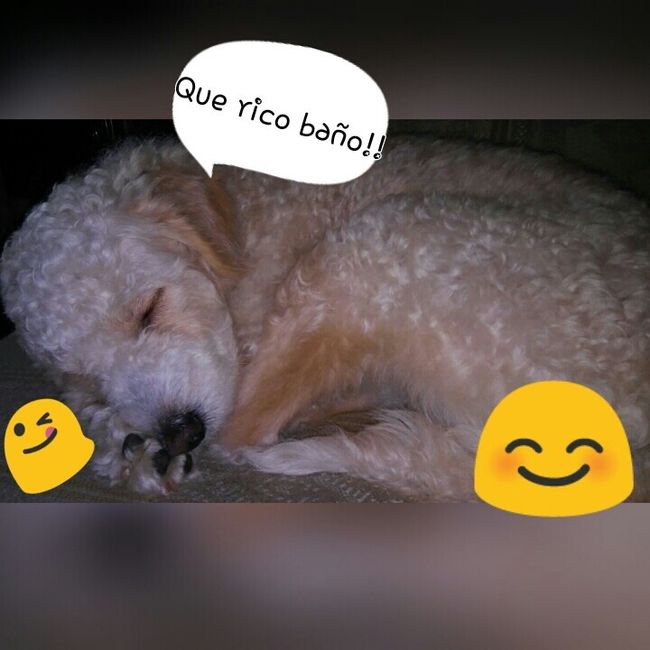 ¿Qué función cumplirá tu mascota en tu boda? - 1