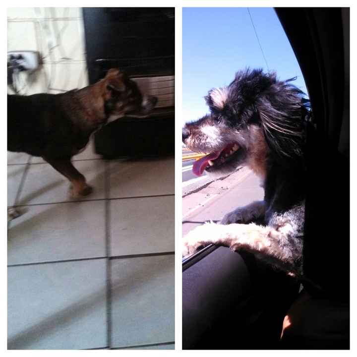 Presenten mascotas.... - 1