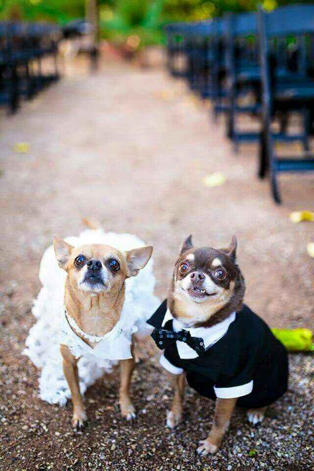Chihuahuas en tu boda 🐾 - 1