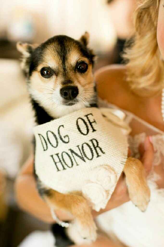 Chihuahuas en tu boda 🐾 - 3