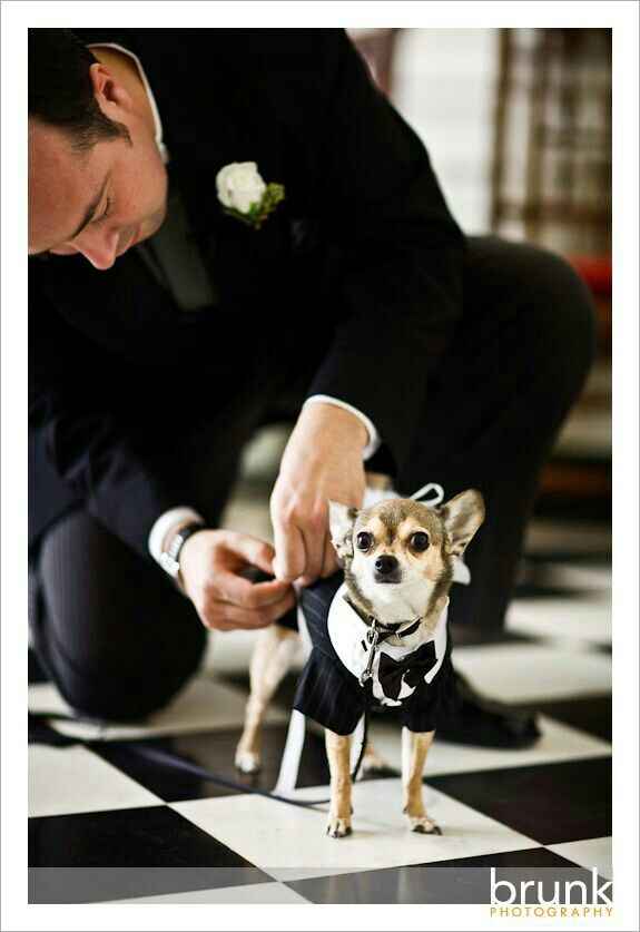 Chihuahuas en tu boda 🐾 - 4