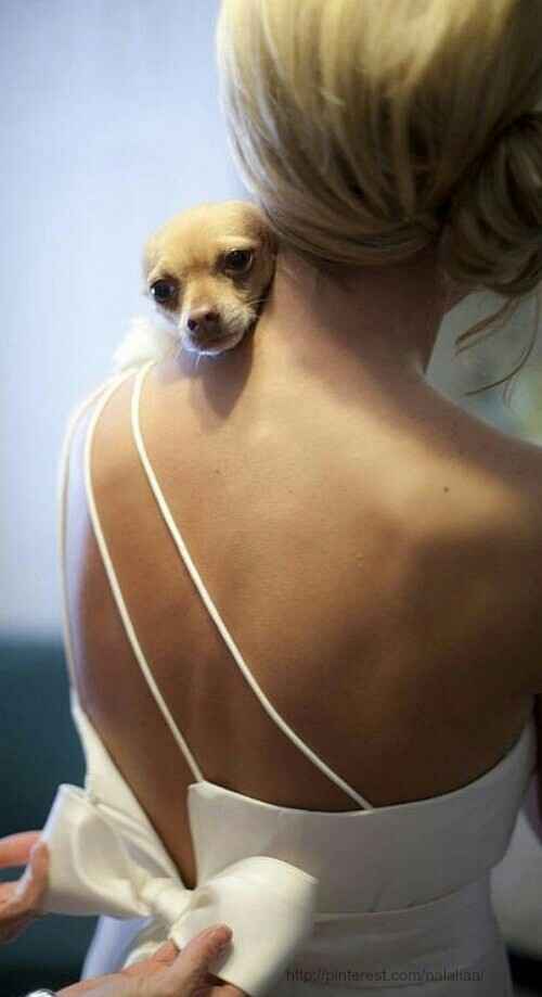 Chihuahuas en tu boda 🐾 - 6