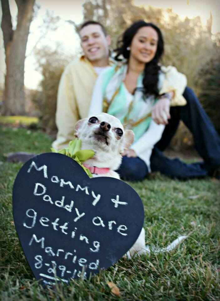 Chihuahuas en tu boda 🐾 - 8