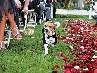 Chihuahuas en tu boda 🐾 - 9