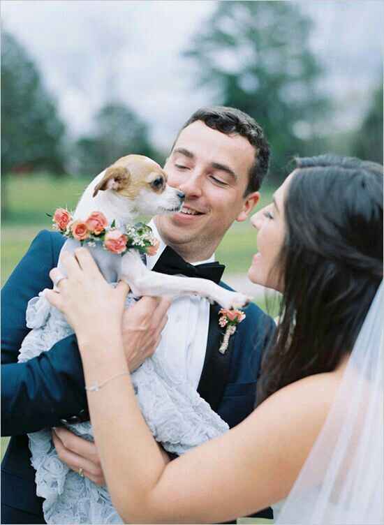 Chihuahuas en tu boda 🐾 - 10