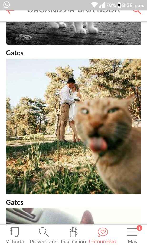 Ideas para incluir a tu gato en las fotos de boda - 1