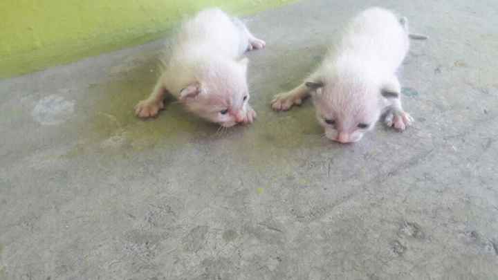  Bebes gatunos 🐱 - 1