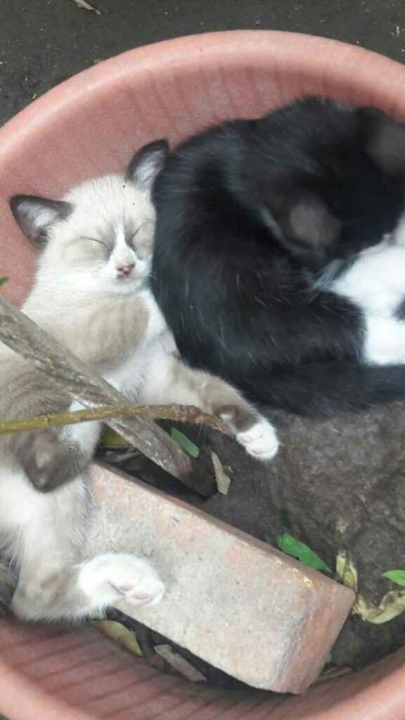  Bebes gatunos 🐱 - 2
