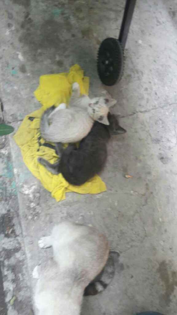  Bebes gatunos 🐱 - 3