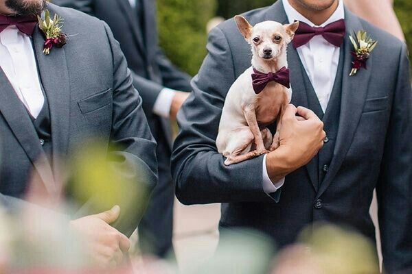 Chihuahuas en tu boda 🐾 - 2