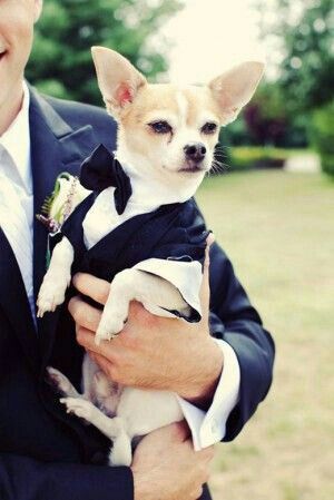 Chihuahuas en tu boda 🐾 - 5