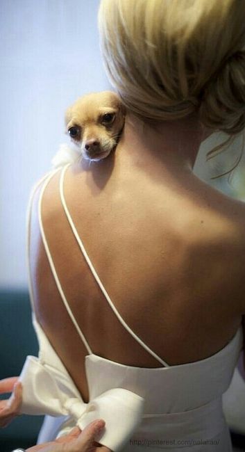 Chihuahuas en tu boda 🐾 - 6