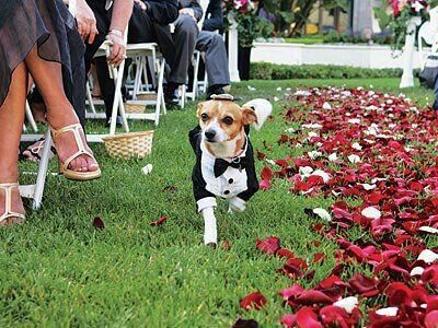 Chihuahuas en tu boda 🐾 - 9