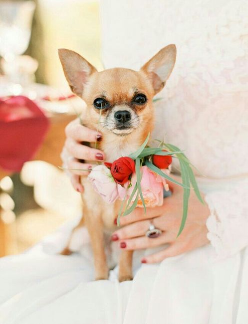 Chihuahuas en tu boda 🐾 - 11